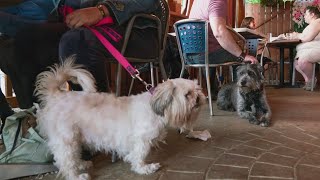 Government says dogs can dine al fresco but not everyone is on board