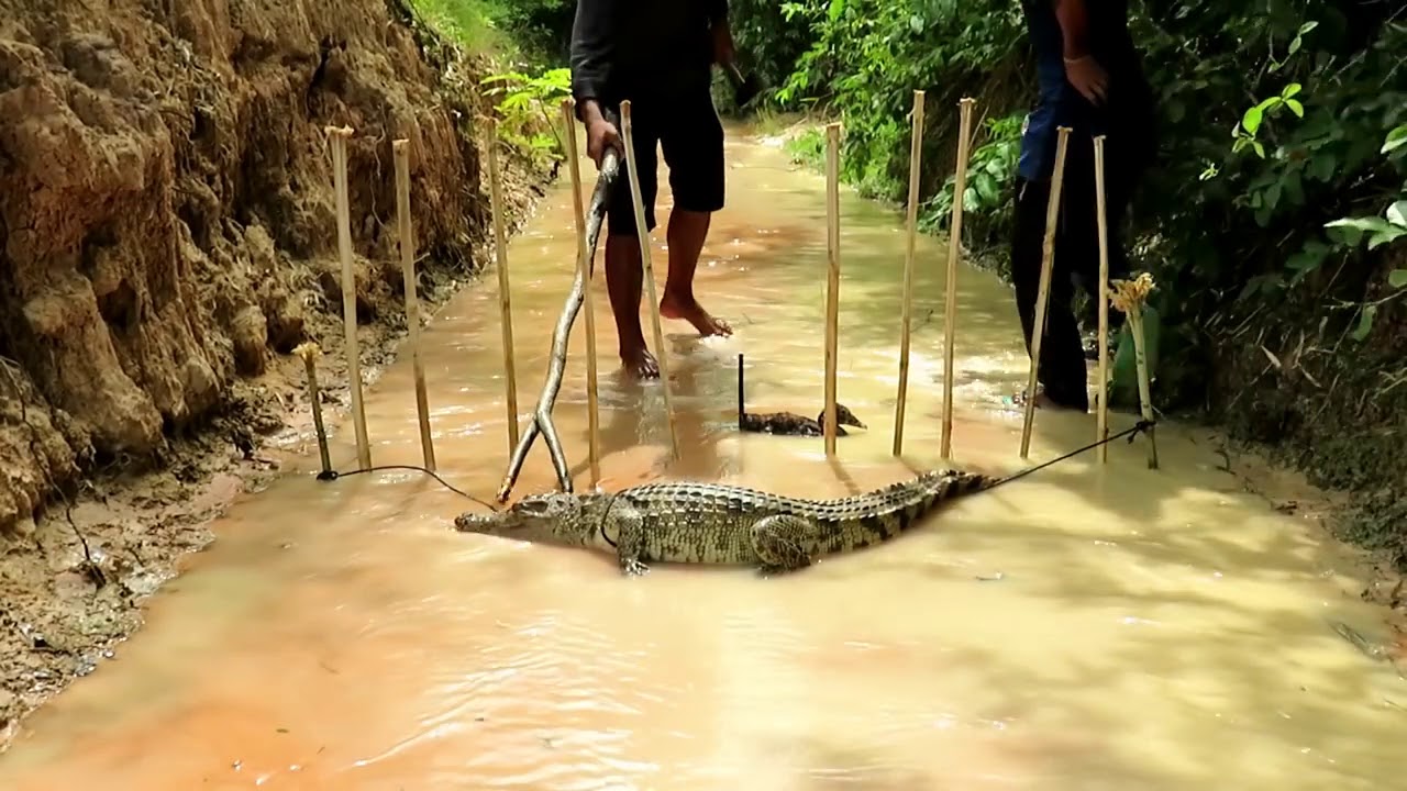 Creative Man Make Best Crocodile Trap Using Cable   That Work 100%