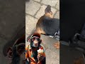 Icecream again 🤪 #dog #icecream #pets #doggielife #dogs