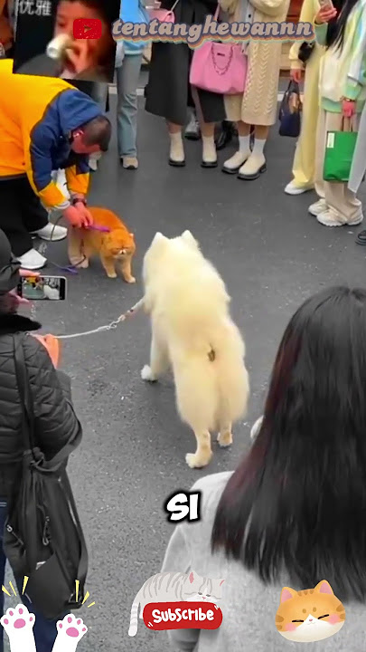 si oyen lawan anjing😼🐕