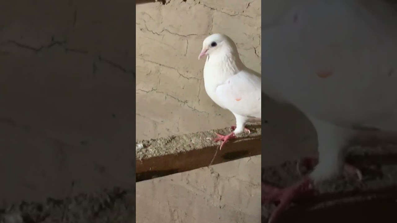 "India Ki Top Breeder Kabuteri 😍🕊️ | King Kabootar Club"