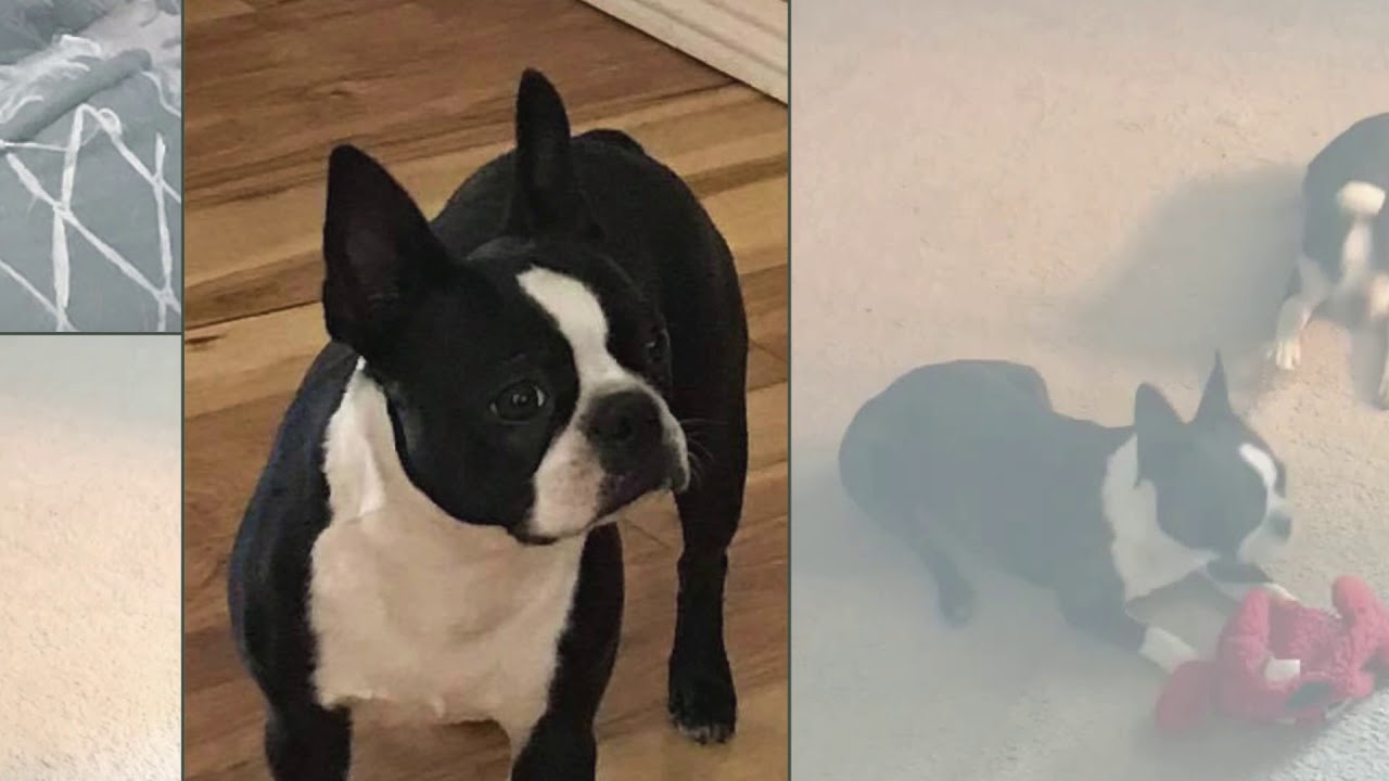 boston terrier eating poop