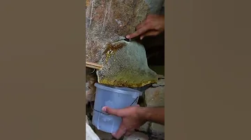 Дикий мёд от диких пчёл