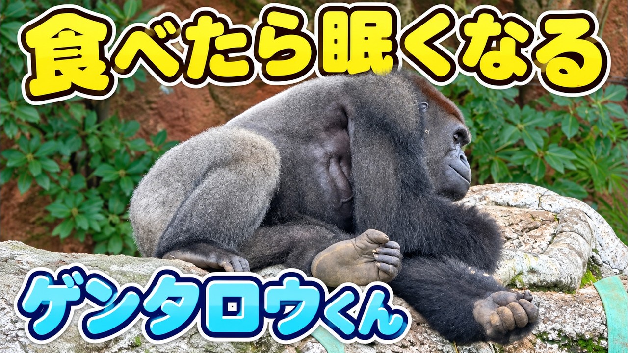 Gorilla⭐️I were able to see the gorillas from the second floor