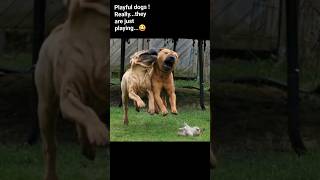 Pure Chinese SHARPEI power #dog #shorts #happy #sharpei #crazy #pets #dogslife #funny  #doglover