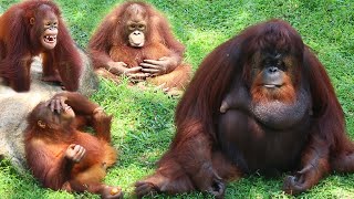 Most FUNNY adorable baby ORANGUTAN..So Human Like | Apes of the planet| ANIMAL LIFE