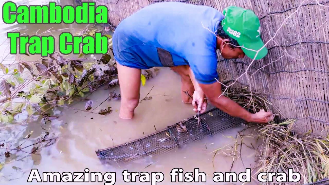 Cambodia Trap Crab: How to Catch Crab, Using Traditional Trap [ Khmer fishing post ]