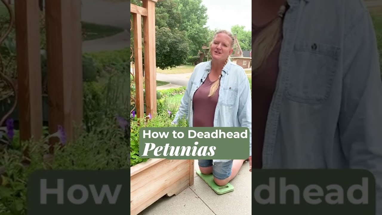 How to Deadhead Petunias YouTube
