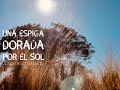 Jorge Bustamante - Una Espiga Dorada Por el Sol (Cover Audio)