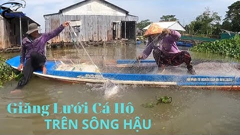 Theo Chân Cô Chú Ra Sông Hậu Giăng Lưới Săn Cá Hô, Cá Bông Lao