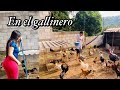 Así son las mañanas de mi mamá 😍 | Tiene mas de 60 gallinas 😍🐔🐣