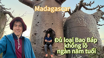 Madagascar-Khám phá các cây bao báp siêu to khổng lồ, được tôn làm thần