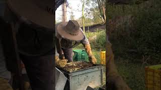 Beekeeping Hive Check 🐝 | Healthy Bees &amp; Honey Production #shorts