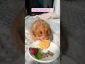 Dinner time for my little fluffball! 🐹🍽️ #hamsters #hamster #adorablepets #dinnertime #petshorts