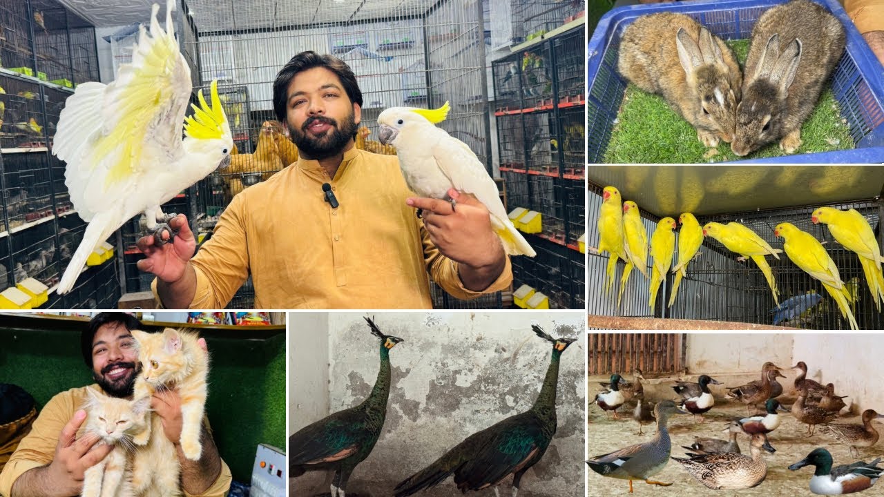 Multan Birds Market Rashadabad Birds Home Shop Latest Update 29 June 2025 |Birds market Pakistan|