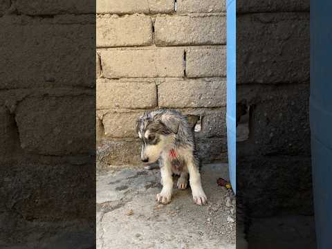 شاهد انقاذ جرو صغير من عضه كلب بيتبول موسى خلدون