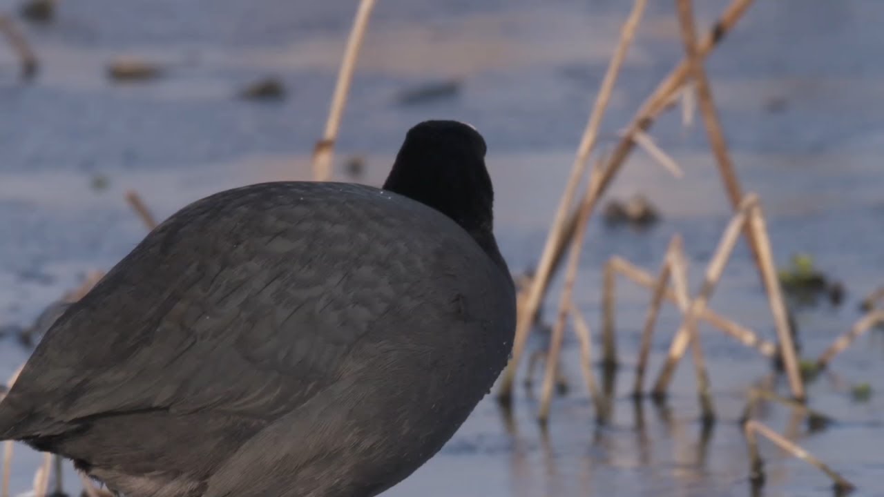 Coot walking on ice