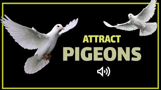 Sound to Attract Pigeons | Pigeon Call