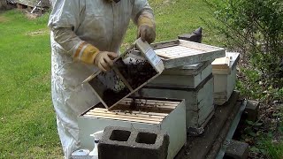Installing Package Honey Bees In Hive