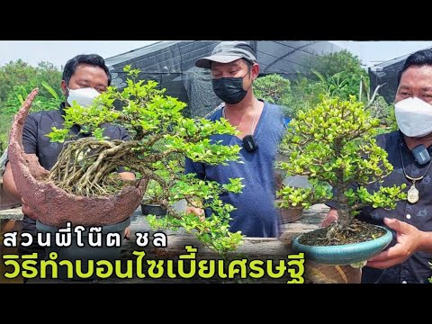 วีดีโอ: ต้นสาคูบอนไซ: วิธีการปลูกสาคูจิ๋ว