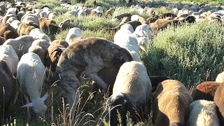 A very confused dog ... - poor sheep!