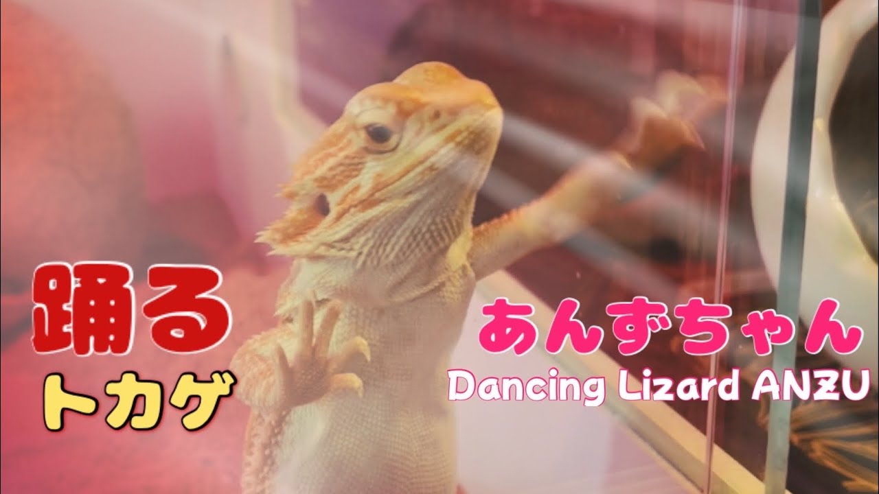 Record of the growth of the bearded dragon❤️フトアゴヒゲトカゲのあんずちゃんの成長記録❤️