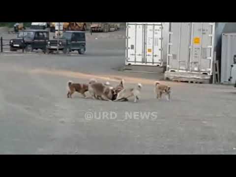 Видео: Щенок душит собак