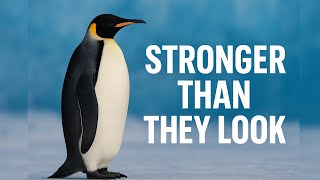 10 FACTS IN 2 MINUTES | PENGUINS - BUILT FOR THE EXTREME