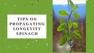 What I learned when propagating longevity spinach