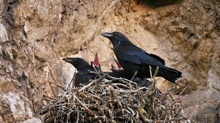Nesting birds – Common raven (Corvus corax)
