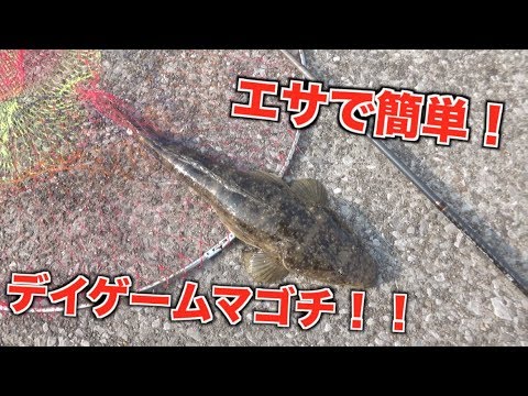 エサで簡単に 小魚を泳がせて高級魚マゴチを釣ろう Youtube
