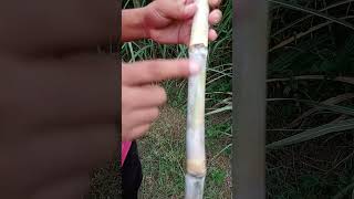 What Is Node And Internode...