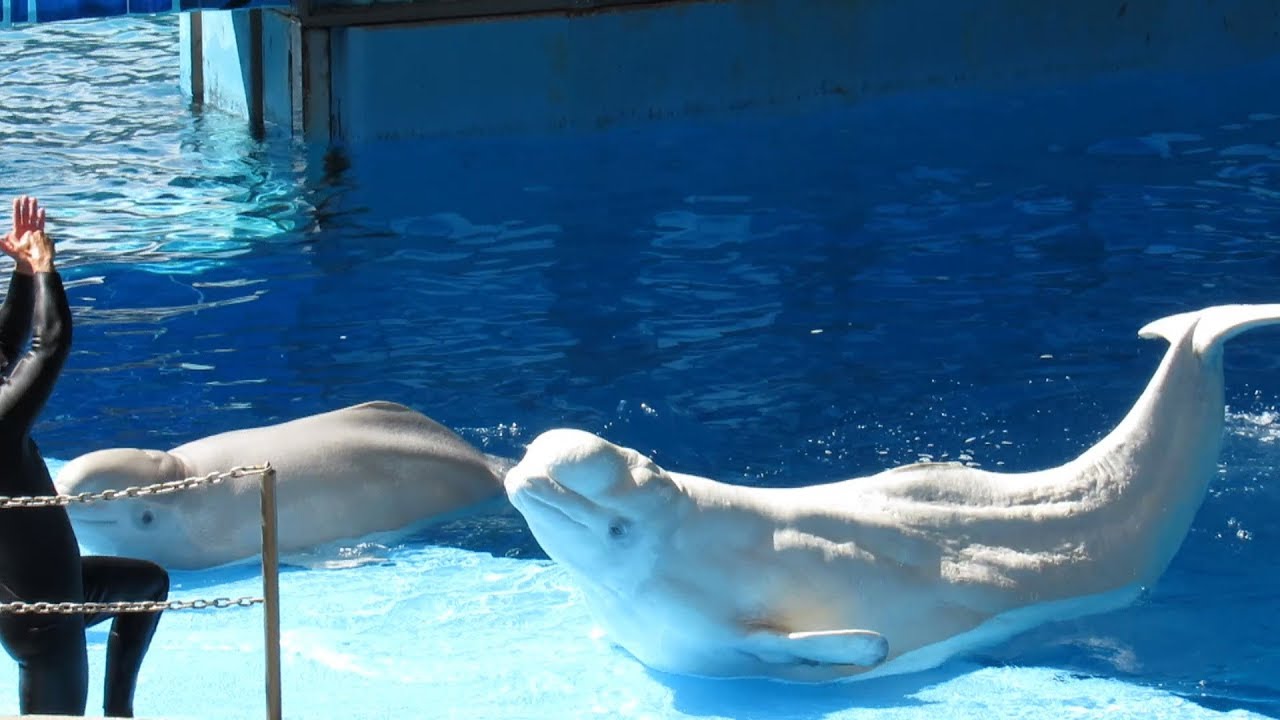 Ocean Discovery - Full Beluga & Dolphin Show Part 2 (10/12/19)