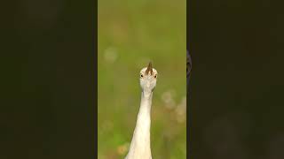 Have you ever seen how a bird stares down its prey? Glad I’m not a dragonfly.