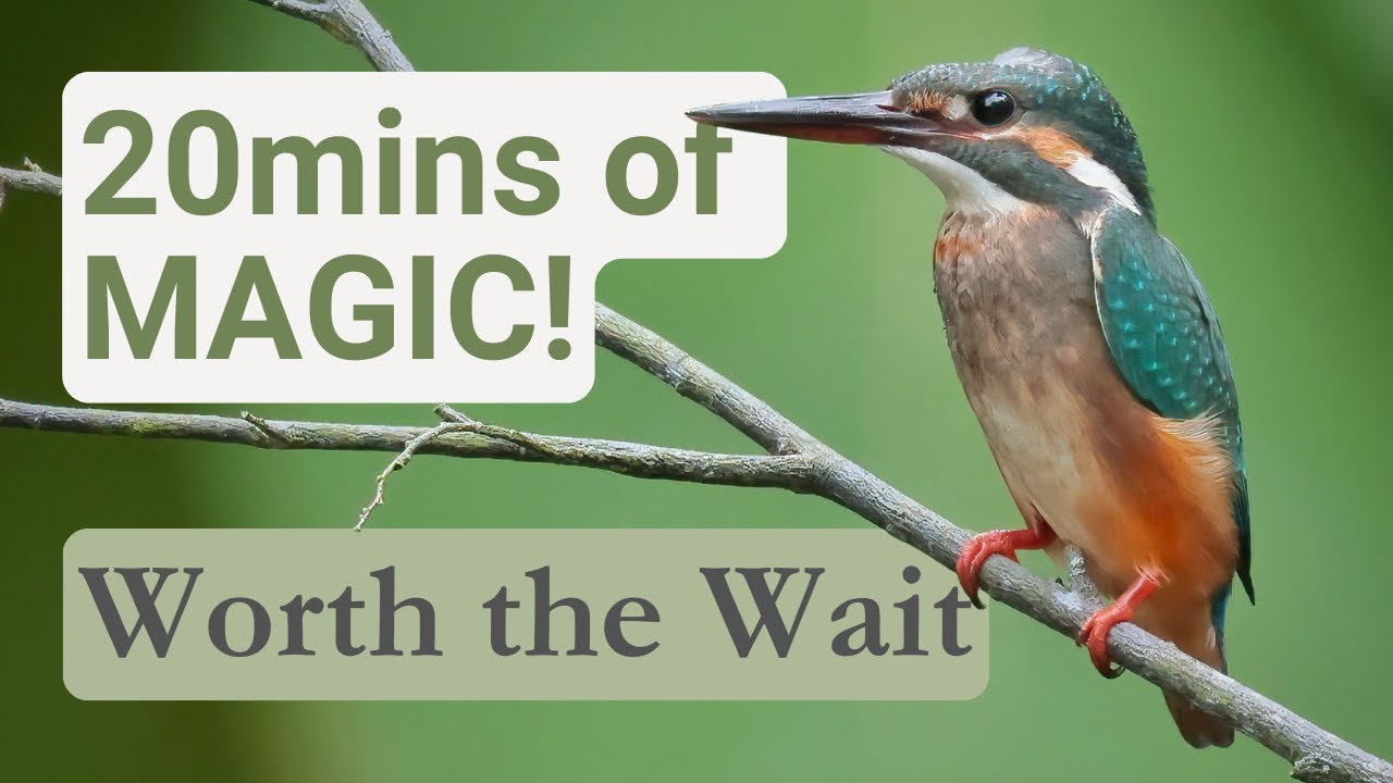 Я ждал эту птицу 2 часа! | Обыкновенный зимородок в Сингапуре