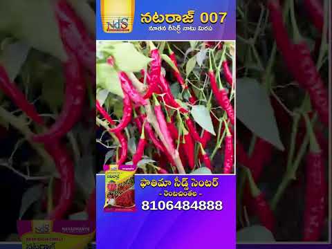 మంచి సైజు మంచి రంగు మంచి దిగుబడి నటరాజ్ 007 నాటు మిరప రకం #shorts