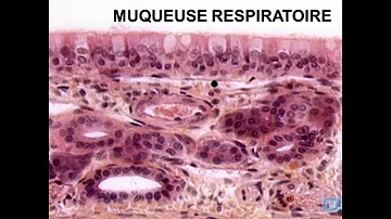 Quelles sont les voies respiratoires supérieures ?