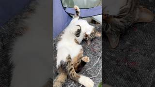 Boncuk Minnoş Cat