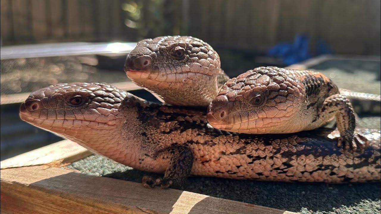 New Additions!! Pythons and Lizards!! - YouTube