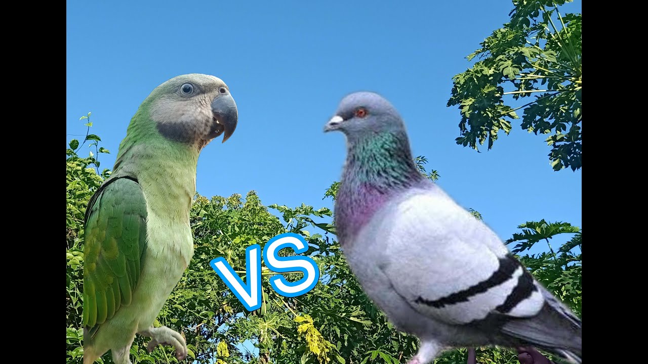 Episode 5, My parrot VS Pigeons YouTube