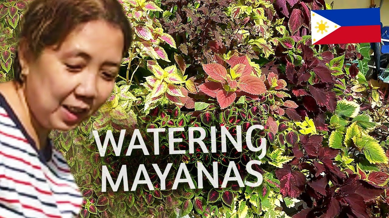 COLEUS GARDEN WATERING MAYANA PLANTS IN THE PHILIPPINES YouTube