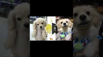 犬食べていいもの Youtube
