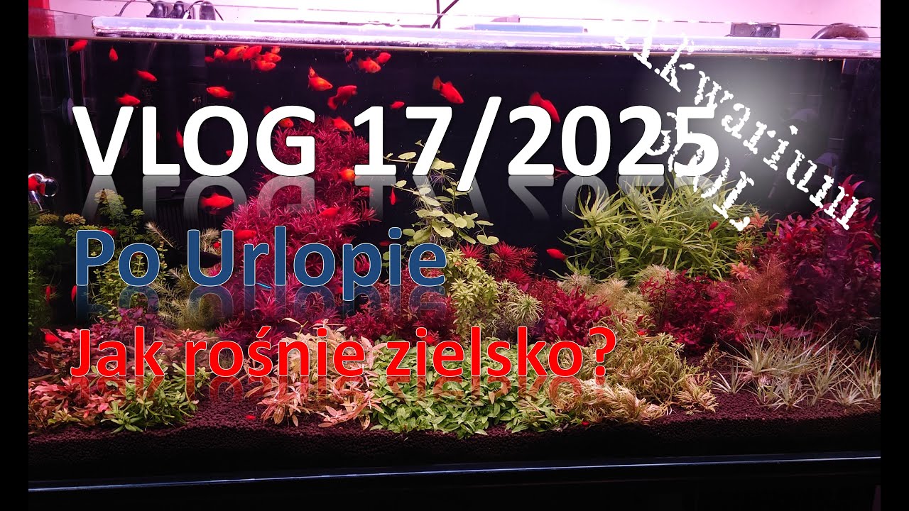 VLOG 17/2025 -2 tygodnie bez podmiany wody :?