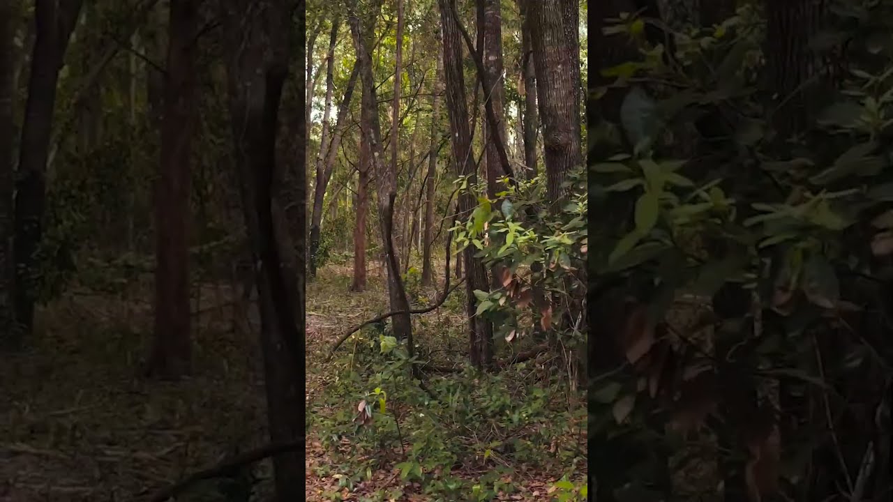 Land for sale in High Springs Florida $17900 cash 0.21 acres zoned R-3 (can put 2 houses in the lot)