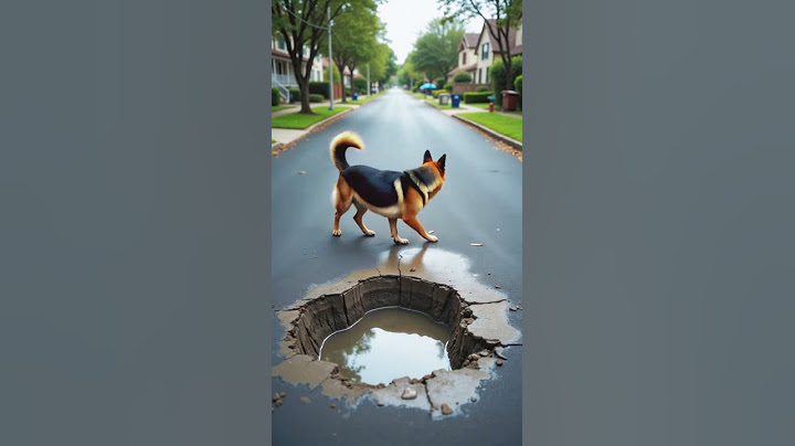 Hero Dog Saves Baby From Concrete Filled Pithole!