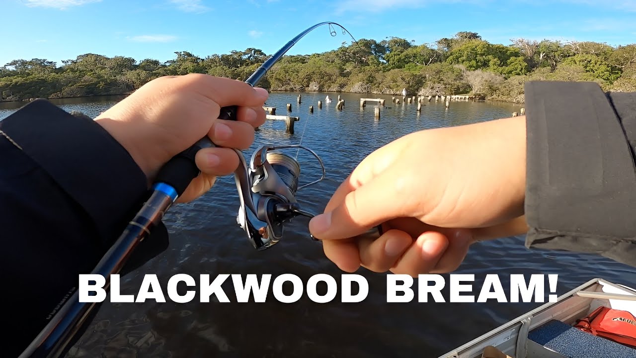 Fishing The Blackwood Going OFF! - Big Bream caught, heartbreak, many big fish lost!