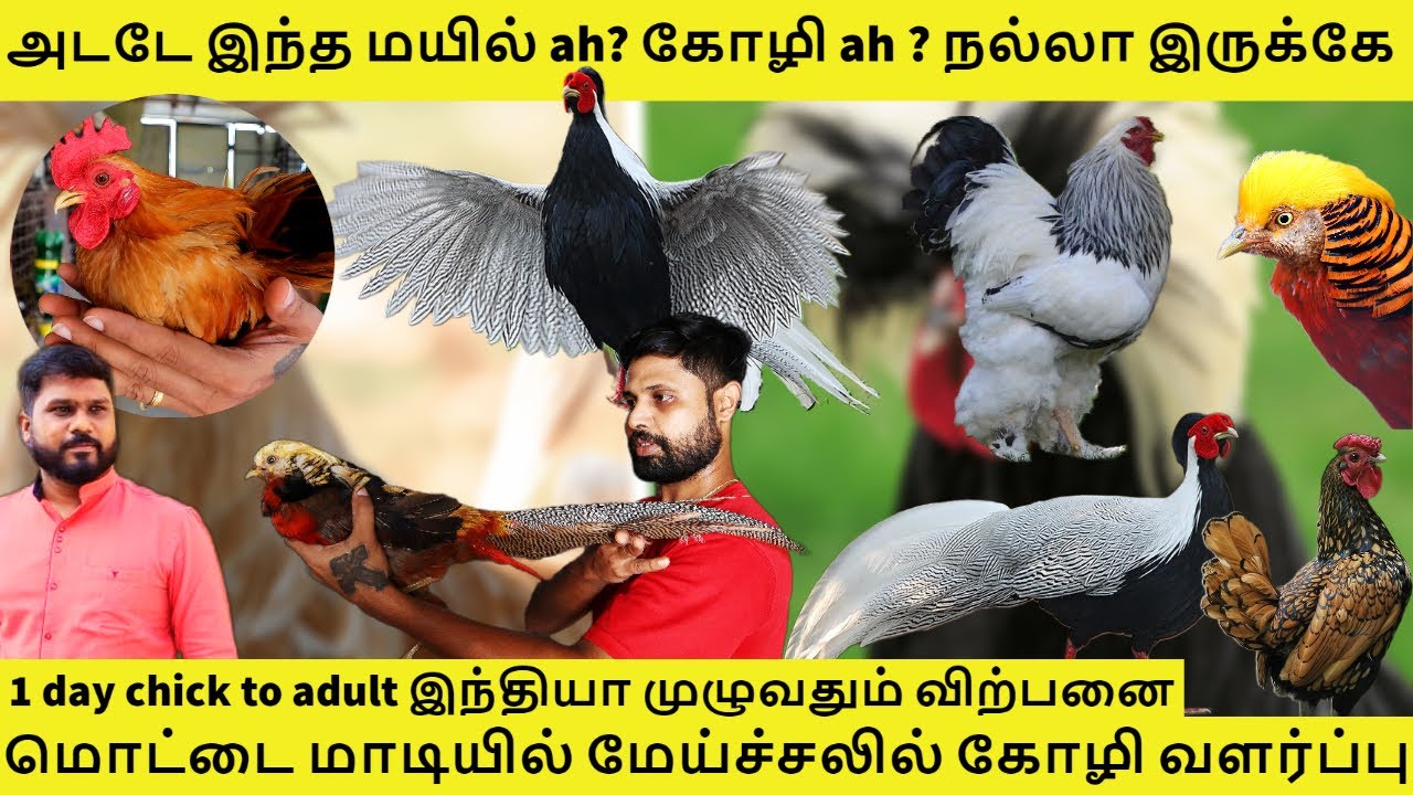 ராட்சசன் கோழி | Peacock or Chicken ?? | Pheasants, Silky, bantam | Sam fancy chickens Chennai