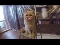Смешное видео Говорящий кот Валера - О тяжелой судьбе котов
