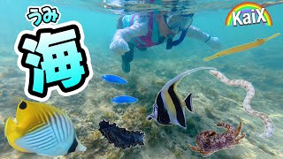 【海の生き物】カラフルな熱帯魚がいっぱい♪ウツボにナマコも！ゴンズイ玉って何!?