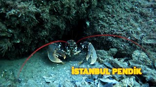 Istakoz Ve Lüfer İstanbul Pendik Ocak 2023